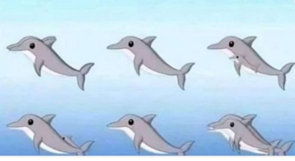 how-many-dolphins-are-in-the-picture?