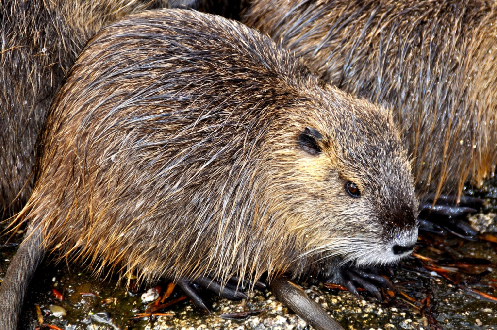 you-could-have-swallowed-this-beaver-sac-excrement-without-realizing